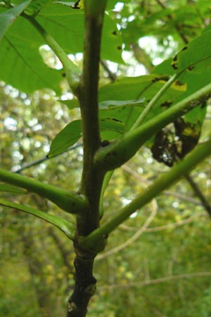 Juglans regia \ Echte Walnuss / Persian Walnut, D Groß-Gerau 28.9.2012