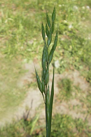 Bromus hordeaceus agg. \ Weiche Trespe / Soft Brome, D Karlsruhe 7.5.2011