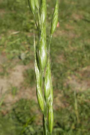 Bromus hordeaceus agg. \ Weiche Trespe / Soft Brome, D Karlsruhe 7.5.2011
