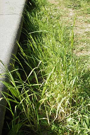 Bromus hordeaceus agg. \ Weiche Trespe / Soft Brome, D Karlsruhe 7.5.2011