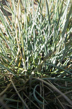Festuca pallens \ Bleicher Schwingel, Bleich-Schwingel / Pale Fescue, D Franken/Franconia Ehrenbürg 17.5.2012