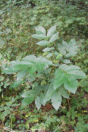 Juglans regia \ Echte Walnuss / Persian Walnut, D Groß-Gerau 27.9.2012