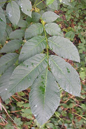 Juglans regia \ Echte Walnuss / Persian Walnut, D Groß-Gerau 27.9.2012