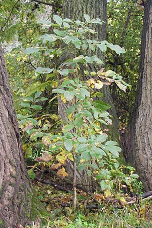 Juglans regia \ Echte Walnuss / Persian Walnut, D Mannheim Reiß-Insel 20.10.2013