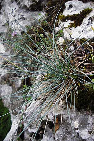 Festuca pallens \ Bleicher Schwingel, Bleich-Schwingel / Pale Fescue, D Fridingen 8.7.2014