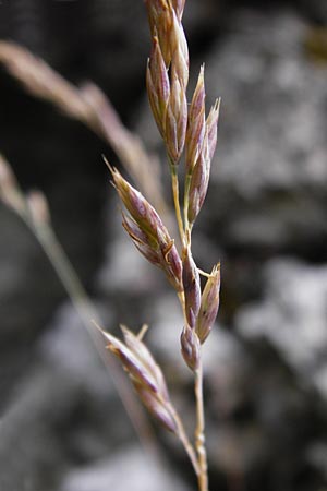 Festuca pallens \ Bleicher Schwingel, Bleich-Schwingel / Pale Fescue, D Fridingen 8.7.2014