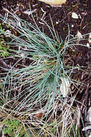 Festuca pallens \ Bleicher Schwingel, Bleich-Schwingel / Pale Fescue, D Fridingen 8.7.2014