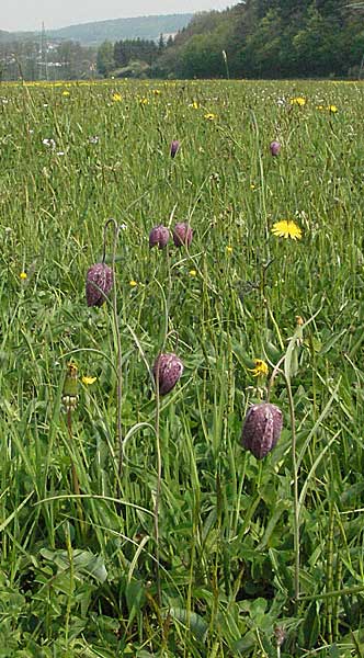 Fritillaria meleagris \ Gewhnliche Schachblume, Schachbrett-Blume / Fritillary, D Spessart, Jossa 6.5.2006