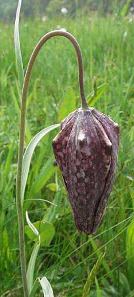 Fritillaria meleagris \ Gewhnliche Schachblume, Schachbrett-Blume / Fritillary, D Spessart, Jossa 6.5.2006