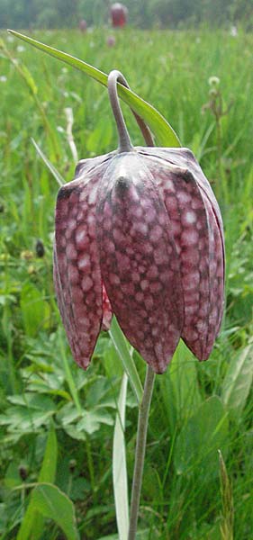 Fritillaria meleagris \ Gewhnliche Schachblume, Schachbrett-Blume / Fritillary, D Spessart, Jossa 6.5.2006