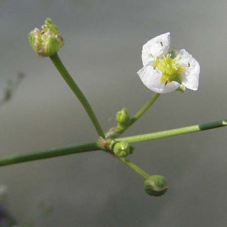 Alisma plantago-aquatica \ Gewhnlicher Froschlffel, D Eisenberg 1.7.2006