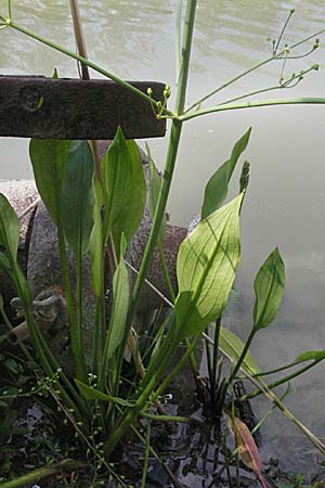 Alisma plantago-aquatica \ Gewhnlicher Froschlffel, D Eisenberg 1.7.2006
