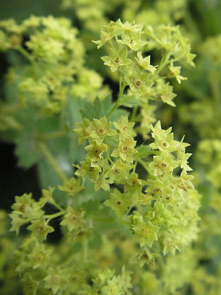 Alchemilla mollis \ Weicher Frauenmantel / Garden Lady's Mantle, D Botan. Gar.  Universit.  Heidelberg 4.10.2006