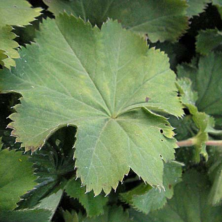 Alchemilla mollis \ Weicher Frauenmantel / Garden Lady's Mantle, D Botan. Gar.  Universit.  Heidelberg 4.10.2006
