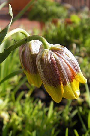 Fritillaria michailovskyi \ T&uuml;rkische Schachblume / Michailovsky's Fritillary, D Mannheim 25.3.2012