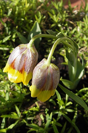 Fritillaria michailovskyi \ T&uuml;rkische Schachblume / Michailovsky's Fritillary, D Mannheim 25.3.2012