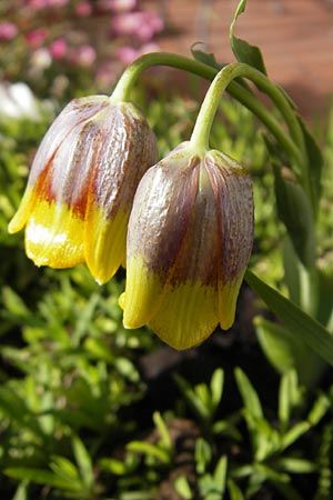 Fritillaria michailovskyi \ T&uuml;rkische Schachblume / Michailovsky's Fritillary, D Mannheim 25.3.2012
