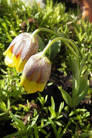 Fritillaria michailovskyi \ T&uuml;rkische Schachblume / Michailovsky's Fritillary, D Mannheim 25.3.2012