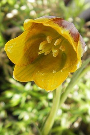 Fritillaria michailovskyi \ T&uuml;rkische Schachblume / Michailovsky's Fritillary, D Mannheim 25.3.2012