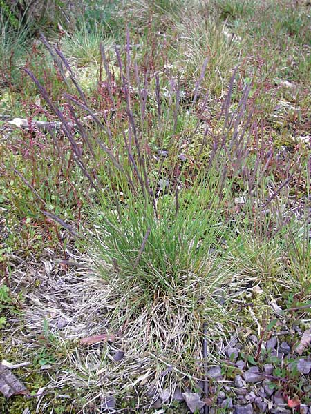 Festuca rhenana \ Rheinischer Schwingel / Rhenish Fescue, D Donnersberg 26.4.2012