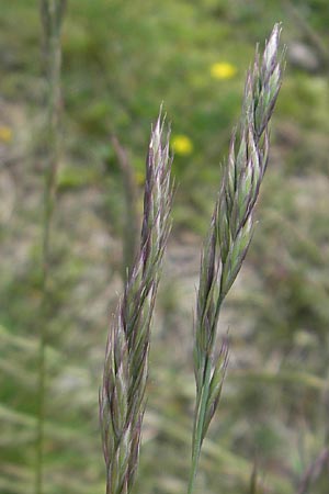 Festuca rhenana \ Rheinischer Schwingel / Rhenish Fescue, D Donnersberg 3.5.2012
