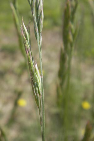 Festuca rhenana \ Rheinischer Schwingel / Rhenish Fescue, D Donnersberg 3.5.2012