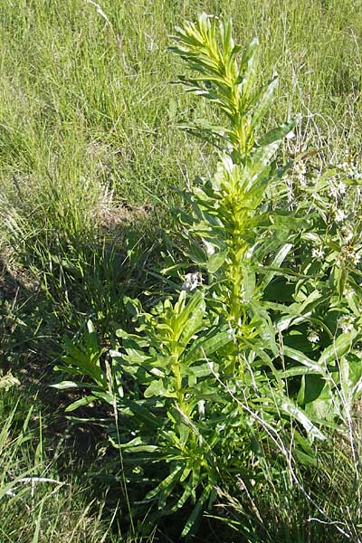 Reseda luteola \ Frber-Resede, Gelber Wau / Weld, D Franken/Franconia Ehrenbürg 17.5.2012