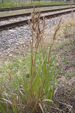 Bromus inermis \ Grannenlose Trespe / Hungarian Brome, D Mannheim 28.6.2012