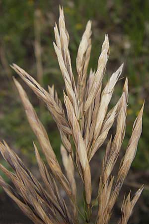 Bromus inermis \ Grannenlose Trespe / Hungarian Brome, D Mannheim 28.6.2012