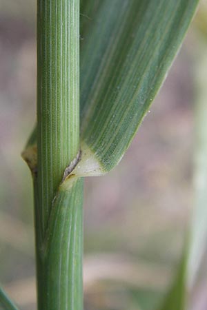 Bromus inermis \ Grannenlose Trespe / Hungarian Brome, D Mannheim 28.6.2012