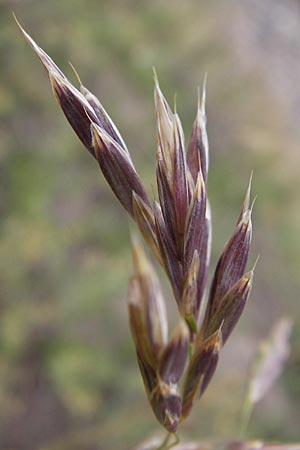 Bromus inermis \ Grannenlose Trespe / Hungarian Brome, D Mannheim 28.6.2012