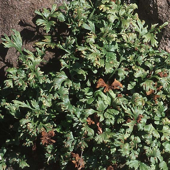 Asplenium ruta-muraria var. schriesheimense \ Schriesheimer Mauerraute / Schriesheim Wall-Rue, D Schriesheim Branich 15.9.2007