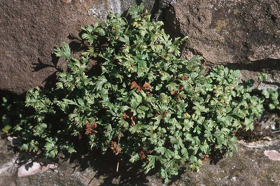 Asplenium ruta-muraria var. schriesheimense \ Schriesheimer Mauerraute / Schriesheim Wall-Rue, D Schriesheim Branich 15.9.2007