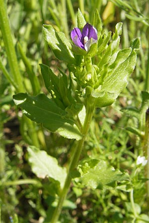 Legousia hybrida \ Kleiner Frauenspiegel / Venus' Looking-Glass, D Nördlingen 23.5.2009