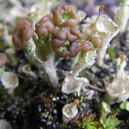 Cladonia spec6 ? \ Flechte / Lichen, D Feuchtwangen 9.10.2009