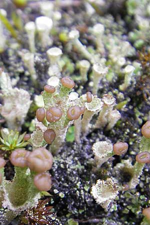 Cladonia spec6 ? \ Flechte / Lichen, D Feuchtwangen 9.10.2009