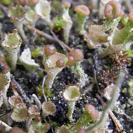 Cladonia spec6 ? \ Flechte / Lichen, D Feuchtwangen 9.10.2009