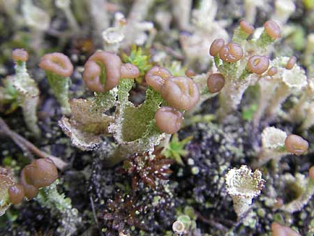 Cladonia spec6 ? \ Flechte / Lichen, D Feuchtwangen 9.10.2009