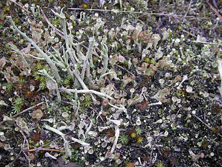 Cladonia spec6 ? \ Flechte / Lichen, D Feuchtwangen 9.10.2009