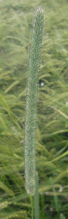 Phleum pratense \ Wiesen-Lieschgras / Timothy Grass, D Odenwald, Hammelbach 21.6.2010