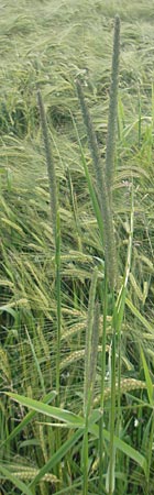 Phleum pratense \ Wiesen-Lieschgras / Timothy Grass, D Odenwald, Hammelbach 21.6.2010