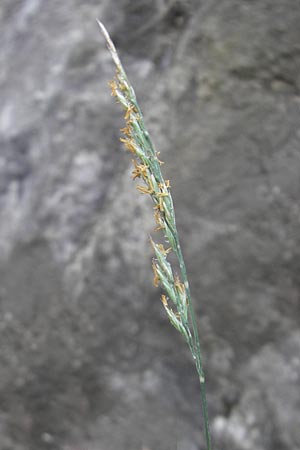 Festuca rhenana \ Rheinischer Schwingel / Rhenish Fescue, D Idar-Oberstein 3.6.2011