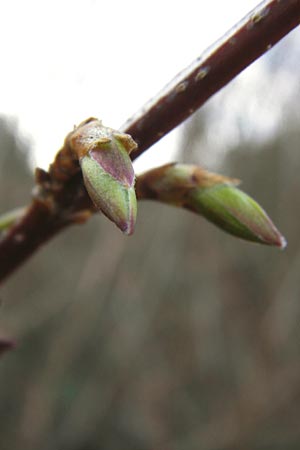 Forsythia suspensa \ Forsythie, Goldflieder / Golden Bell, D Odenwald, Weschnitz 4.3.2014