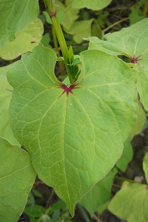 Fagopyrum tataricum \ Tatarischer Buchweizen / Green Buckwheat, D Kehl 7.9.2011