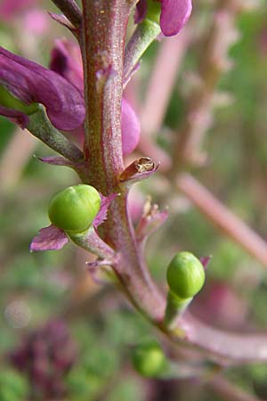 Fumaria officinalis \ Echter Erdrauch / Common Fumitory, D Weinheim an der Bergstraße 15.4.2008