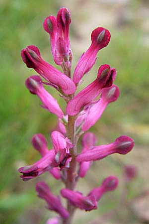 Fumaria officinalis \ Echter Erdrauch / Common Fumitory, D Weinheim an der Bergstraße 15.4.2008