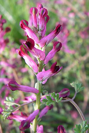 Fumaria officinalis \ Echter Erdrauch / Common Fumitory, D Weinheim an der Bergstraße 25.4.2008