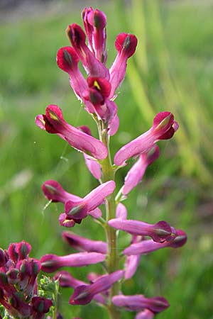 Fumaria officinalis \ Echter Erdrauch / Common Fumitory, D Weinheim an der Bergstraße 25.4.2008