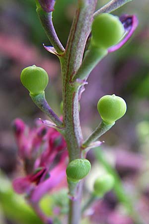 Fumaria officinalis \ Echter Erdrauch / Common Fumitory, D Weinheim an der Bergstraße 25.4.2008