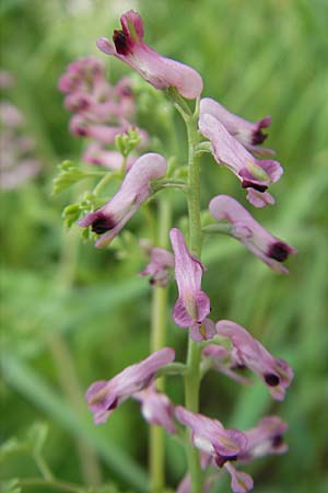 Fumaria officinalis \ Echter Erdrauch / Common Fumitory, D Mannheim 16.5.2009